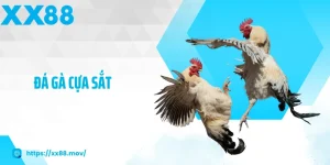 Đá gà cựa sắt