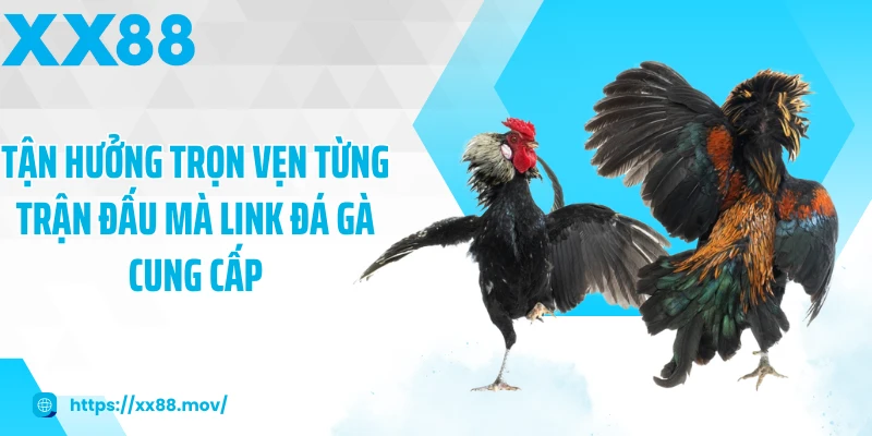 Tận hưởng trọn vẹn từng trận đấu mà link đá gà cung cấp
