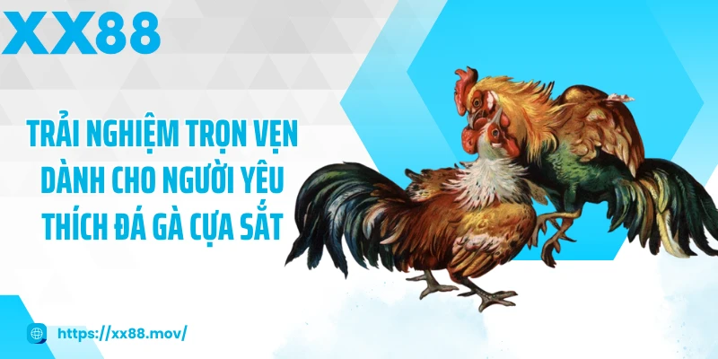 Trải nghiệm trọn vẹn dành cho người yêu thích đá gà cựa sắt